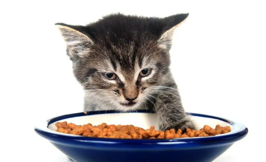 Toxoplasmose em Gatos: Um Guia para Tutores e Criadores 6 Filhote de gato cinza comendo ração seca em um prato azul.