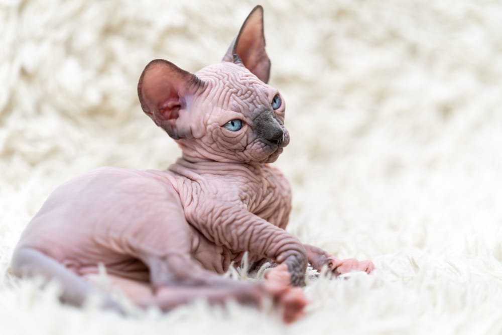 Sphynx: A Fascinante Raça de Gato Sem Pelo 6 Filhote de gato Sphynx com pele enrugada e olhos azuis deitado sobre uma superfície macia, destacando suas características únicas.