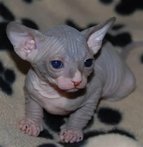 Sphynx: A Fascinante Raça de Gato Sem Pelo 7 Filhote de gato Sphynx com pele enrugada e olhos azuis em um cobertor estampado, destacando sua aparência delicada.