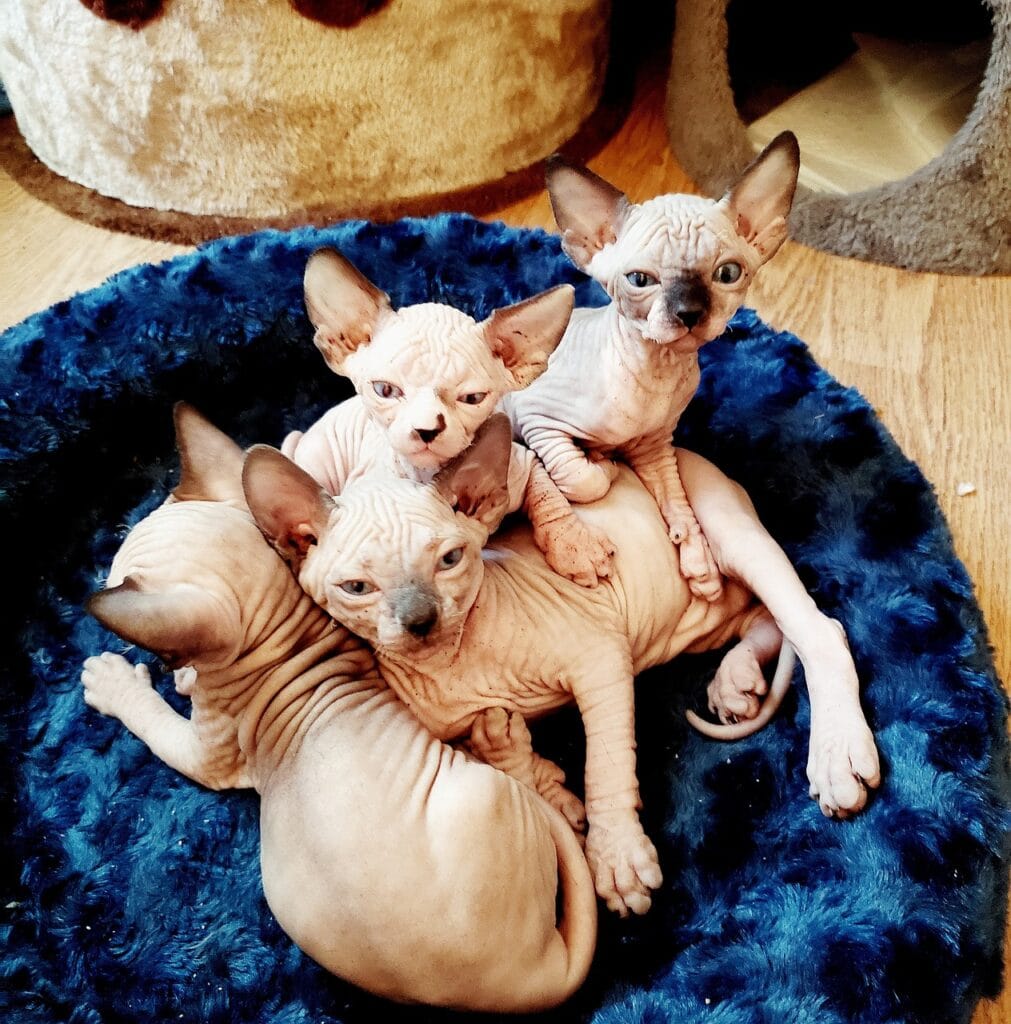 Sphynx: A Fascinante Raça de Gato Sem Pelo 3 Filhotes de gato Sphynx com pele enrugada descansando juntos em uma cama azul, destacando o comportamento social da raça.