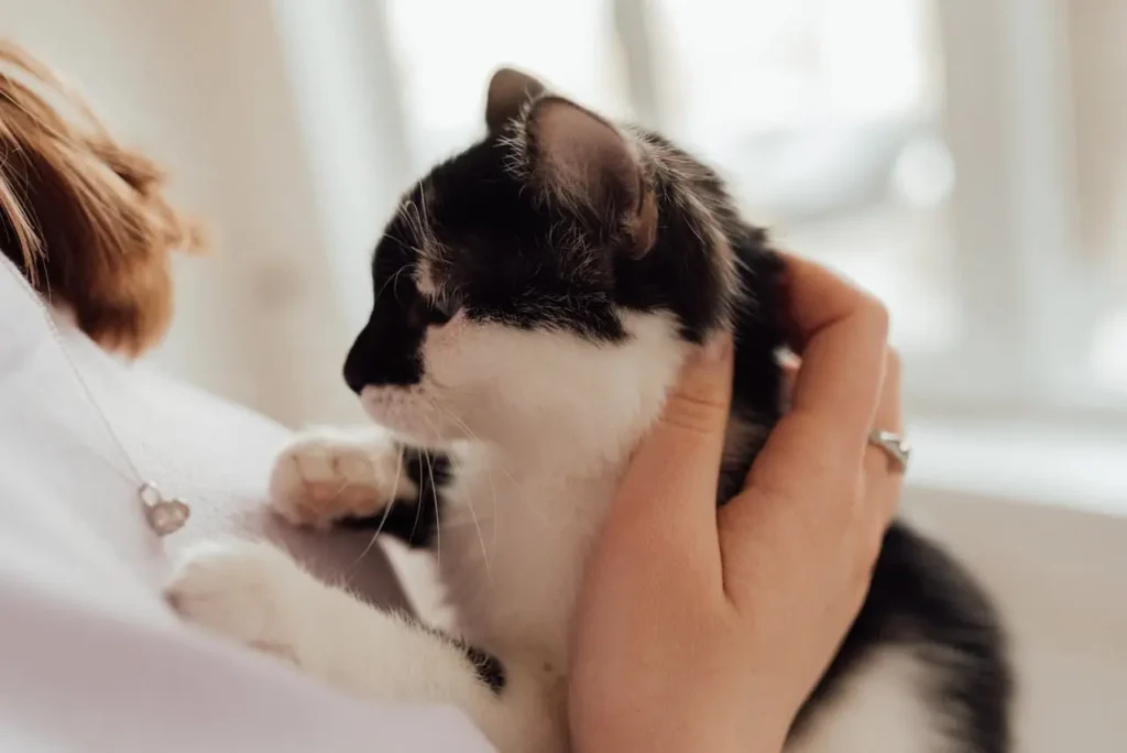 Ronronar dos gatos: Porque os Gatos Ronronam? 4 gatino no colo da tutora