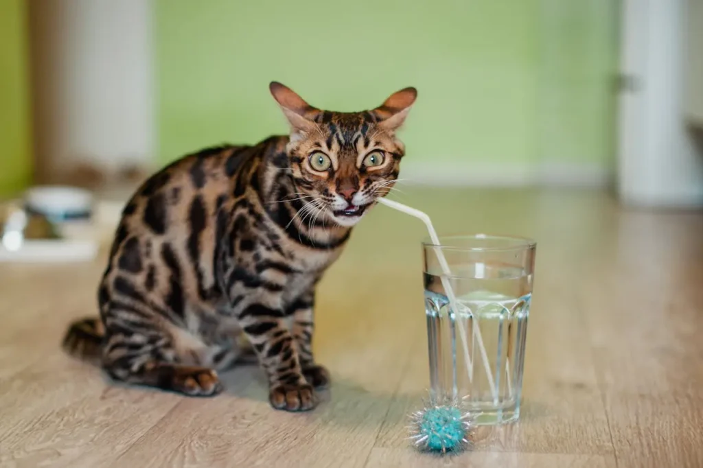 Saúde Felina: 8 Dicas de Prevenção e Tratamento de Doenças 9 gato bengal bebendo agua canudo