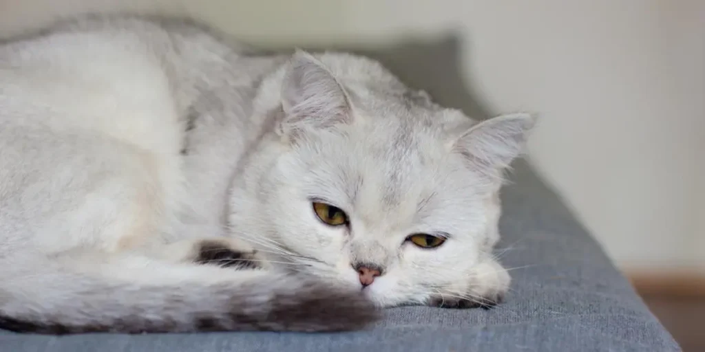 Toxoplasmose em Gatos: Um Guia para Tutores e Criadores 7 Gato branco deitado com expressão triste e olhar cansado sobre uma superfície cinza.