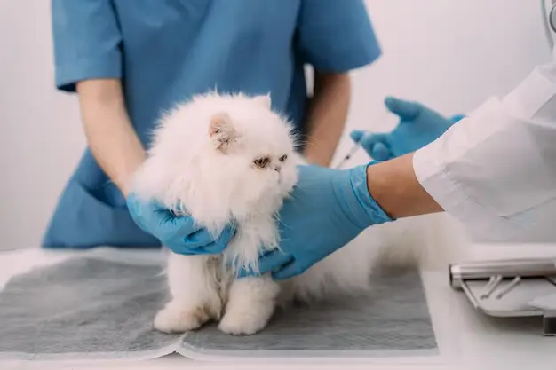 Toxoplasmose em Gatos: Um Guia para Tutores e Criadores 8 Gato branco sendo examinado por um veterinário usando luvas azuis em uma clínica.