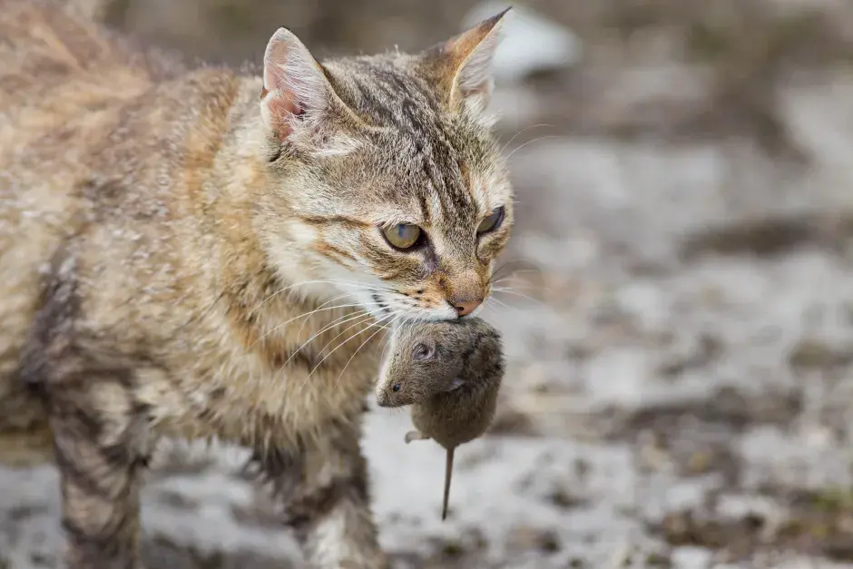 Toxoplasmose em Gatos: Um Guia para Tutores e Criadores 4 Gato listrado segurando um rato na boca em ambiente externo.