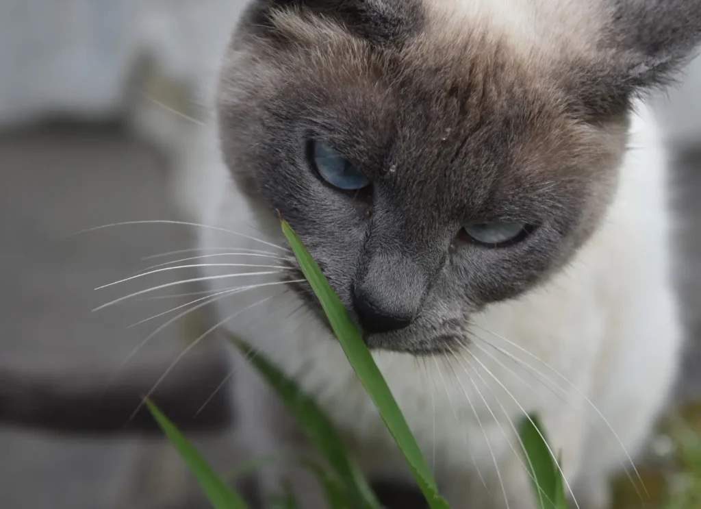 Gatos e Plantas: Um Guia Completo para Manter Seu Felino Seguro e o Ambiente Verde 4 gato cinza cheirando mato 1