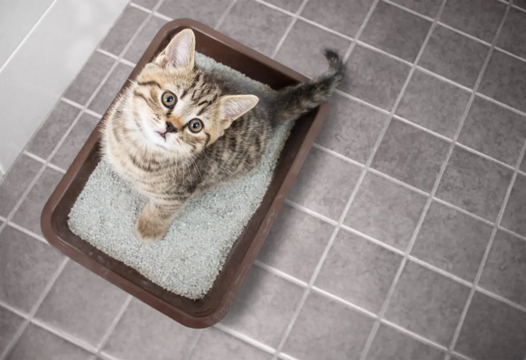 Toxoplasmose em Gatos: Um Guia para Tutores e Criadores 5 Filhote de gato listrado usando uma caixa de areia em um piso de cerâmica.