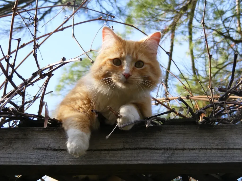 Gato laranja curioso sentado em uma estrutura de madeira cercada por galhos secos.