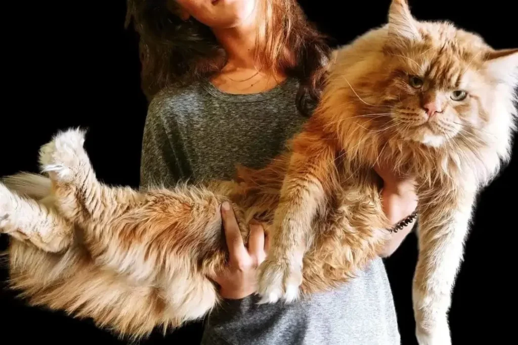 Maine Coon: O Gigante Gentil do Mundo Felino 5 Grande gato Maine Coon de pelagem laranja sendo segurado por uma pessoa, destacando o tamanho impressionante da raça.