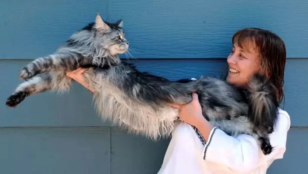 Maine Coon: O Gigante Gentil do Mundo Felino 6 Gato Maine Coon adulto de grande porte sendo segurado por uma pessoa, mostrando o impressionante tamanho da raça.