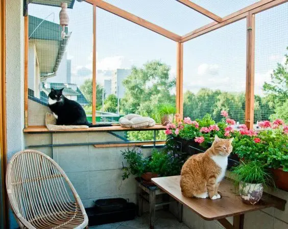 FIV e FeLV: 3 Mitos e Verdades. Que o Tutor Precisa Saber? 5 gato na varanda telada