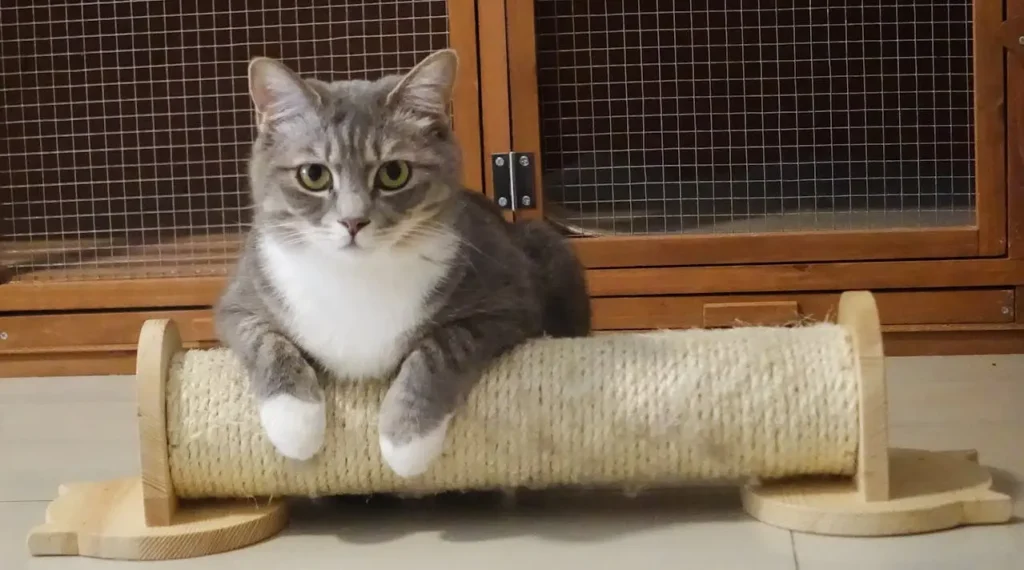 Como educar um gato? 4 gato no arranhador