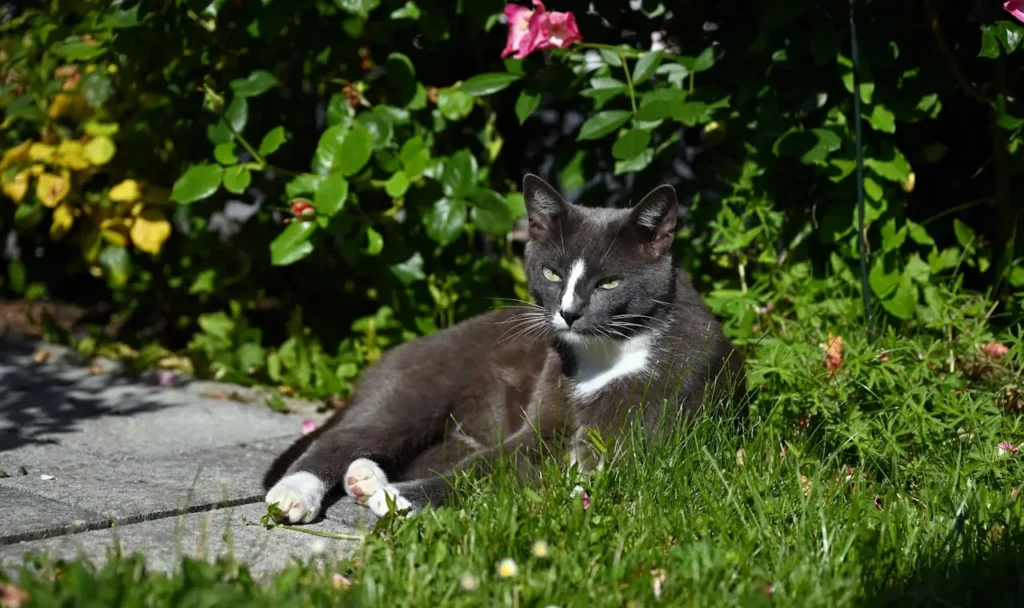 Gatos e Plantas: Um Guia Completo para Manter Seu Felino Seguro e o Ambiente Verde 3 gato preto deitado nas plantas 2