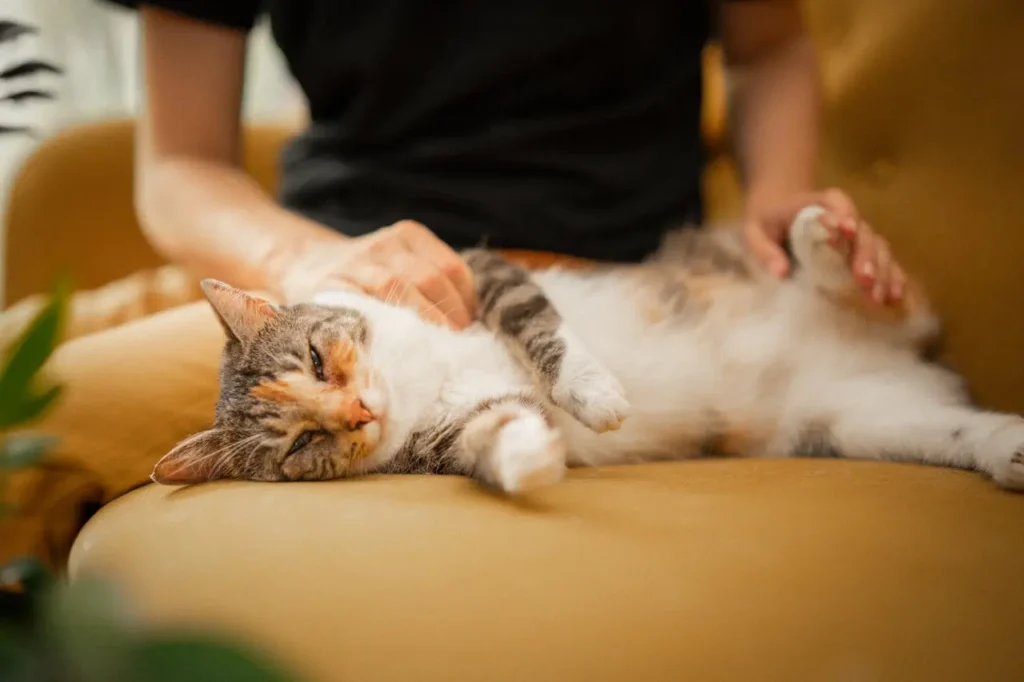 Ronronar dos Gatos