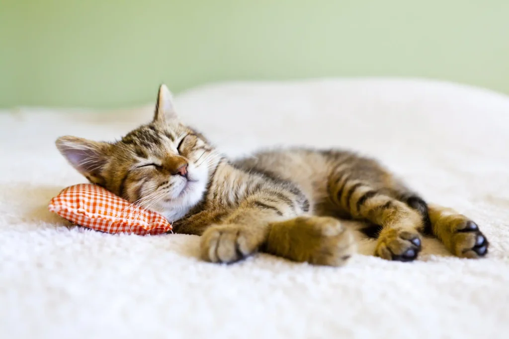 Ronronar dos gatos: Porque os Gatos Ronronam? 3 gato relaxando travesseiro