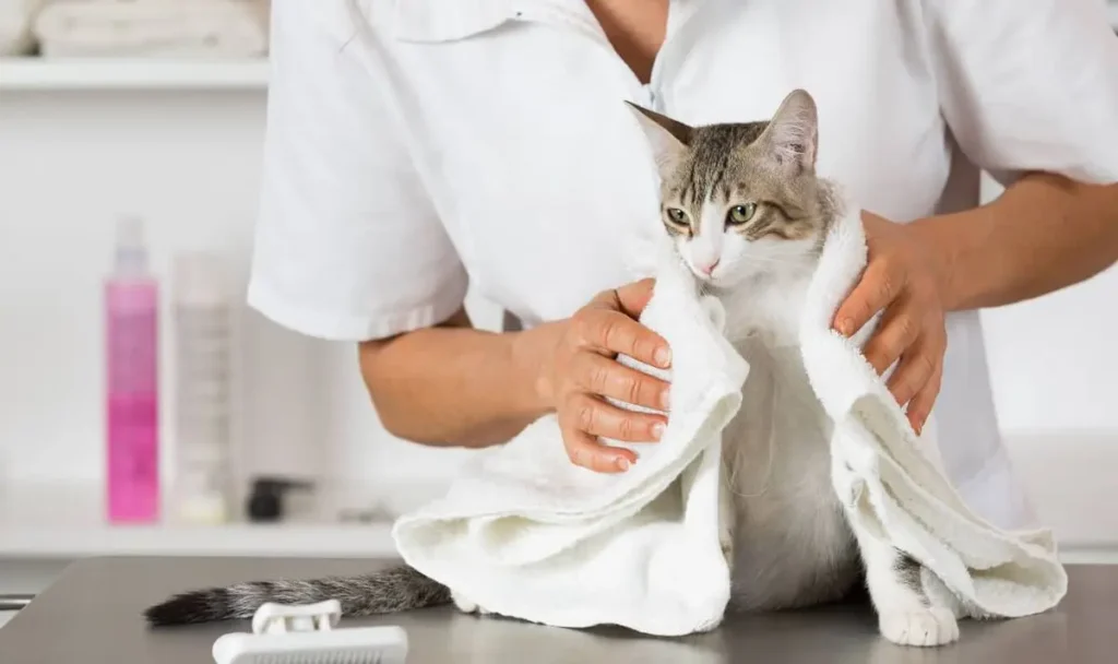 Saúde Felina: 8 Dicas de Prevenção e Tratamento de Doenças 6 gato sendo secado toalha cuidados