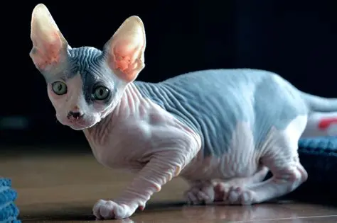 Sphynx: A Fascinante Raça de Gato Sem Pelo 4 Gato Sphynx com pele enrugada e coloração bicolor, destacando suas orelhas grandes e olhos expressivos.