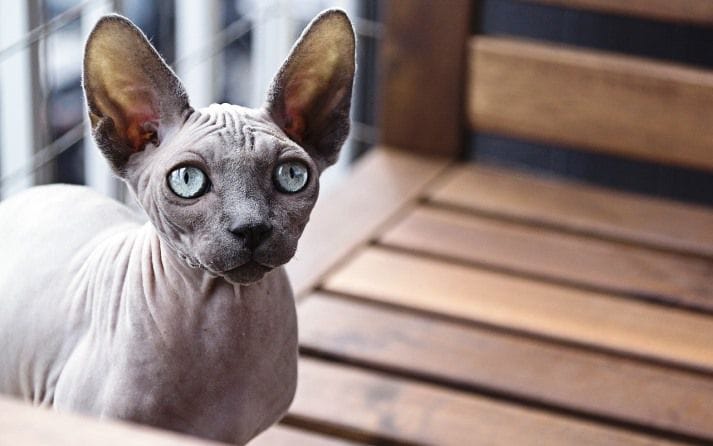 Sphynx: A Fascinante Raça de Gato Sem Pelo 8 Gato Sphynx com pele enrugada e olhos azuis grandes sentado em um banco de madeira, destacando suas características marcantes.