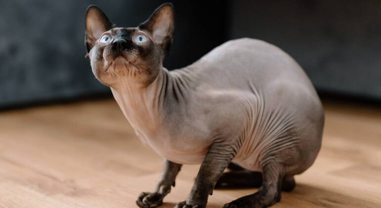 Sphynx: A Fascinante Raça de Gato Sem Pelo 5 Gato Sphynx preto com pele enrugada e olhos azuis posando em um ambiente interno, destacando suas características únicas.