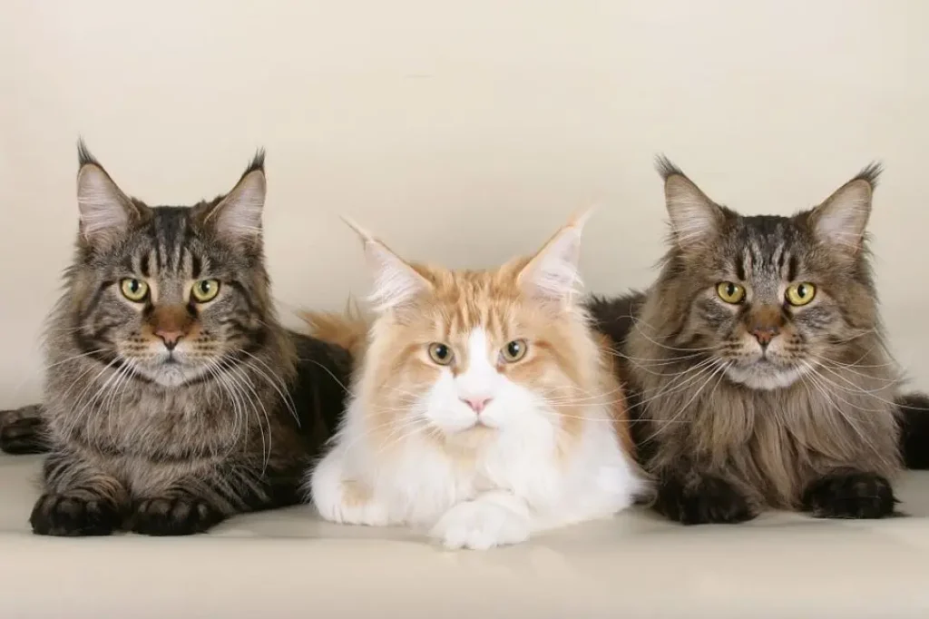 Três gatos da raça Maine Coon exibindo suas características físicas únicas, como pelagem longa, orelhas com tufos e olhos expressivos.