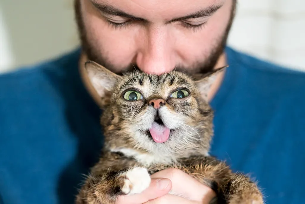Lil Bub: A Gatinha Que Mudou o Mundo com Sua Fofura 4 Lil Bub nos braços de Mike Bridavsky, simbolizando sua conexão especial e o amor que inspirou milhões