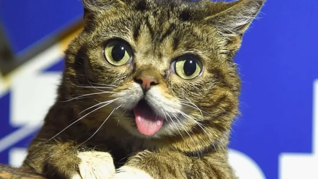 Bub, a famosa gata da internet, com sua língua para fora e olhar característico, símbolo de superação e inclusão