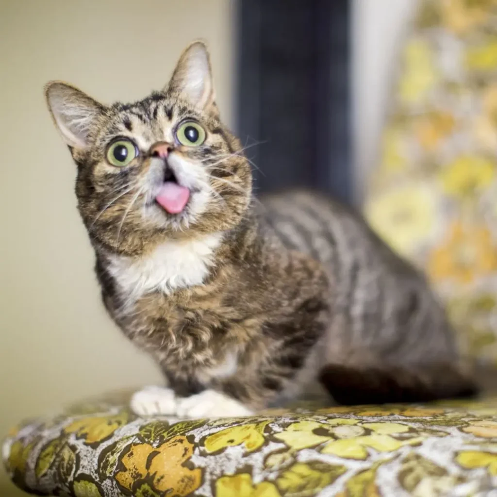Lil Bub: A Gatinha Que Mudou o Mundo com Sua Fofura 5 Lil Bub, a gata famosa da internet, sentada em uma cadeira estampada, mostrando sua língua característica e olhar cativante