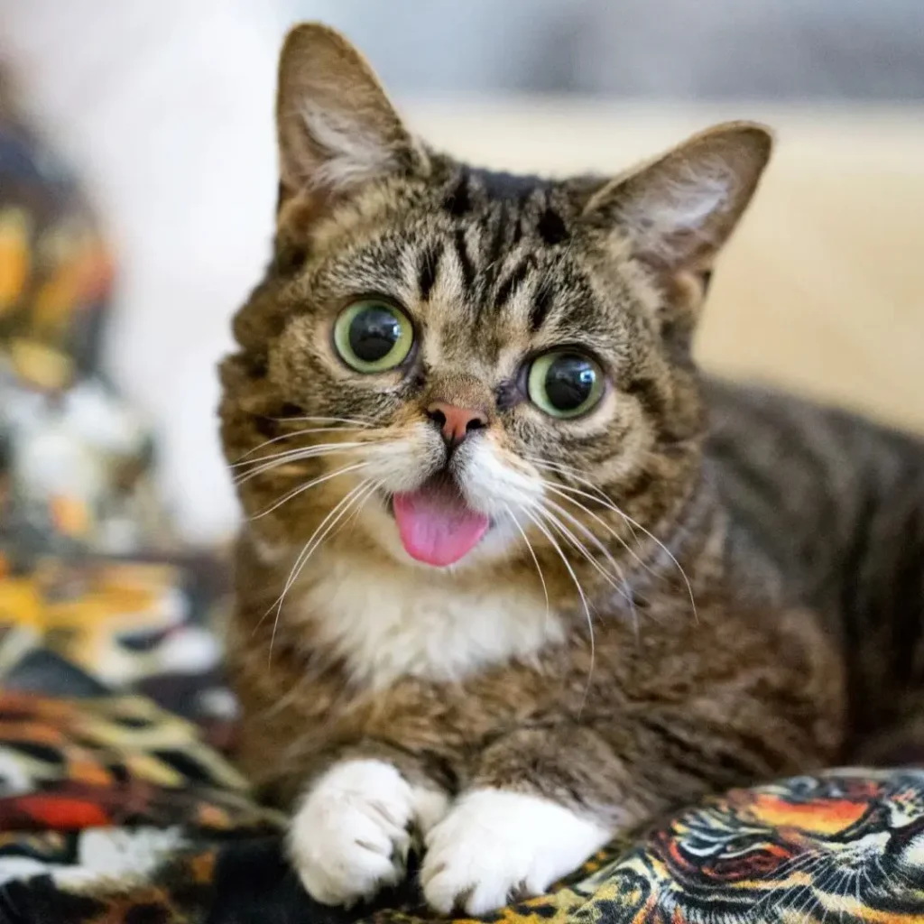 Lil Bub: A Gatinha Que Mudou o Mundo com Sua Fofura 3 Lil Bub, a gata icônica da internet, com sua expressão adorável e língua para fora, conhecida por inspirar milhões com sua história de superação