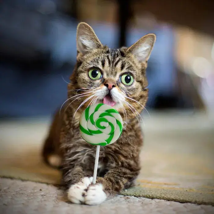 Lil Bub: A Gatinha Que Mudou o Mundo com Sua Fofura 7 Lil Bub, a gata famosa da internet, com sua língua característica, segurando um pirulito verde e branco, um momento divertido e icônico
