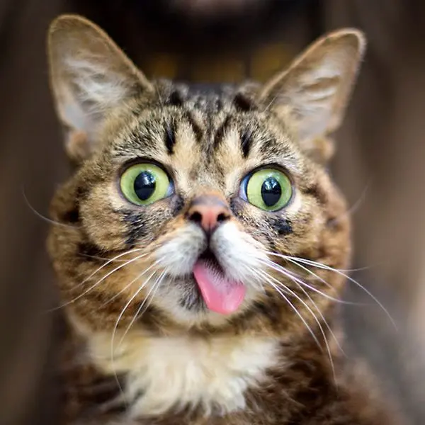 Lil Bub: A Gatinha Que Mudou o Mundo com Sua Fofura 6 Lil Bub, gata famosa da internet, com sua expressão característica de olhos grandes e língua para fora, símbolo de superação e inclusão