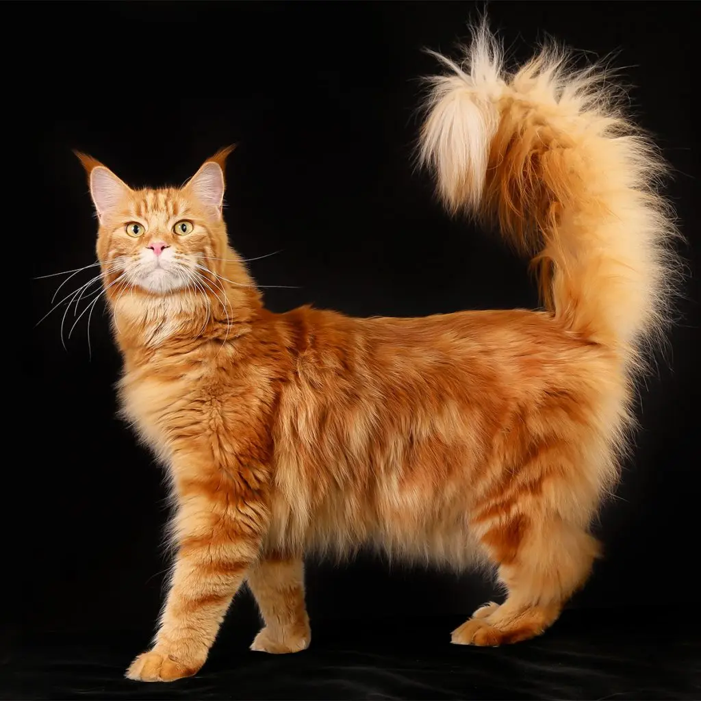 Maine Coon: O Gigante Gentil do Mundo Felino 3 Gato Maine Coon de pelagem laranja longa e cauda volumosa em fundo preto, destacando suas características físicas.