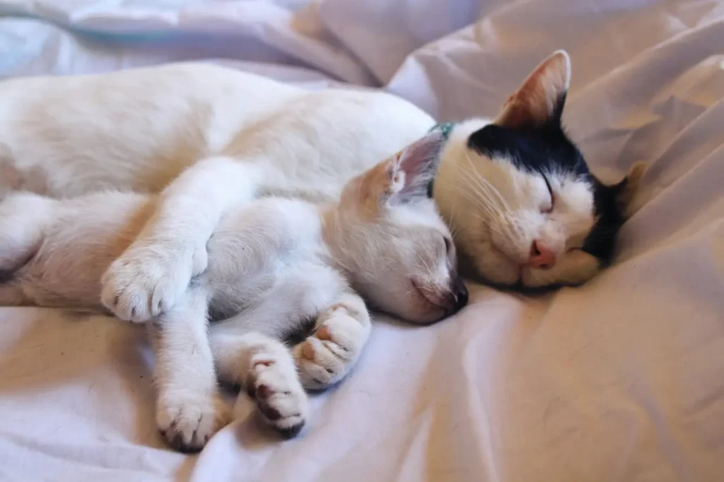 Ronronar dos gatos: Porque os Gatos Ronronam? 5 pexels junjira konsang 31613677 16613570