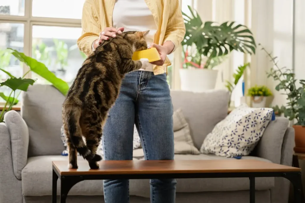 Miado de Gato: O Que Seu Gato Quer Quando Mia? A Verdade Surpreendente 3 pexels pitipat usanakornkul 542797332 16597609 1