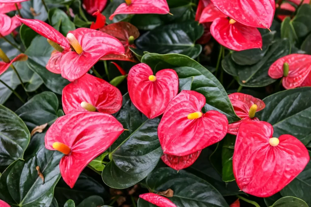 Gatos e Plantas: Um Guia Completo para Manter Seu Felino Seguro e o Ambiente Verde 8 planta anturio