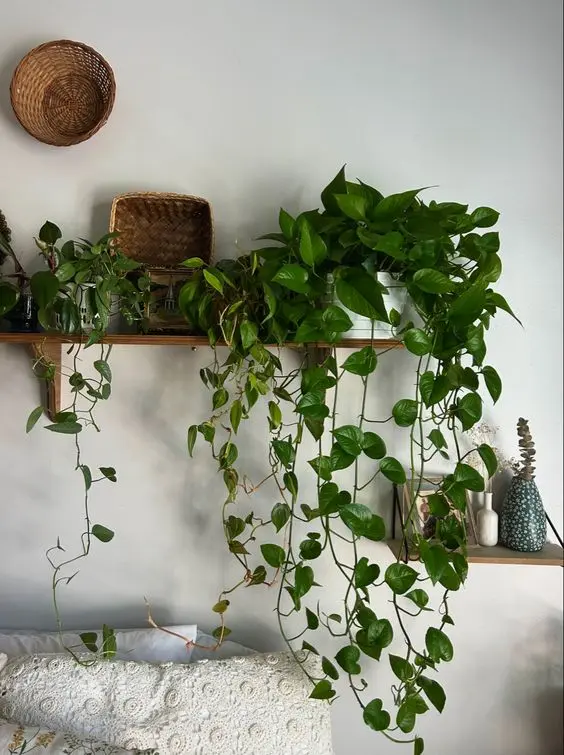Gatos e Plantas: Um Guia Completo para Manter Seu Felino Seguro e o Ambiente Verde 10 planta na prateleira