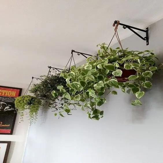 Gatos e Plantas: Um Guia Completo para Manter Seu Felino Seguro e o Ambiente Verde 9 planta suspensa