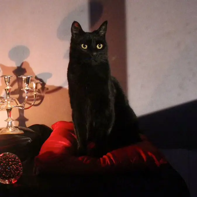 Salem Saberhagen: O Gato Mais Sarcástico da Cultura Pop 5 Salem Saberhagen, o gato preto falante da série Sabrina, Aprendiz de Feiticeira, sentado em um trono com almofada vermelha e iluminação dramática.