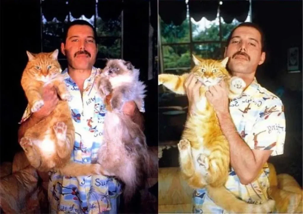 Freddie Mercury e Seus Gatos: Uma Biografia Felina 7 Freddie Mercury segurando dois gatos, um laranja e um branco, em sua casa
