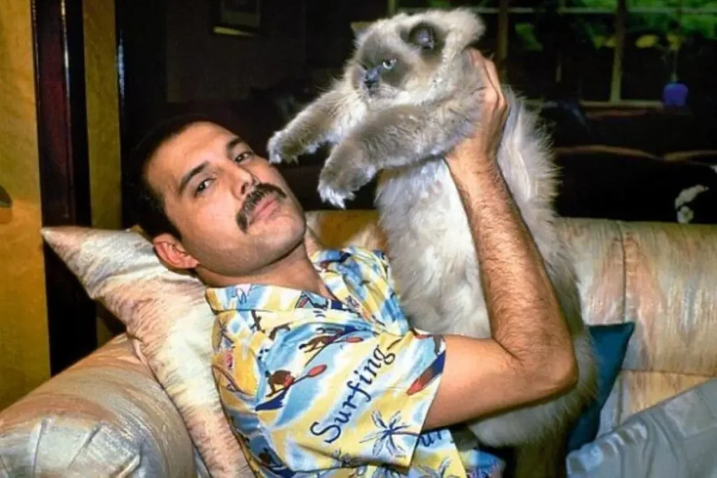 Freddie Mercury e Seus Gatos: Uma Biografia Felina 5 Freddie Mercury segurando um gato de pelo longo, em um ambiente aconchegante, usando uma camisa estampada colorida
