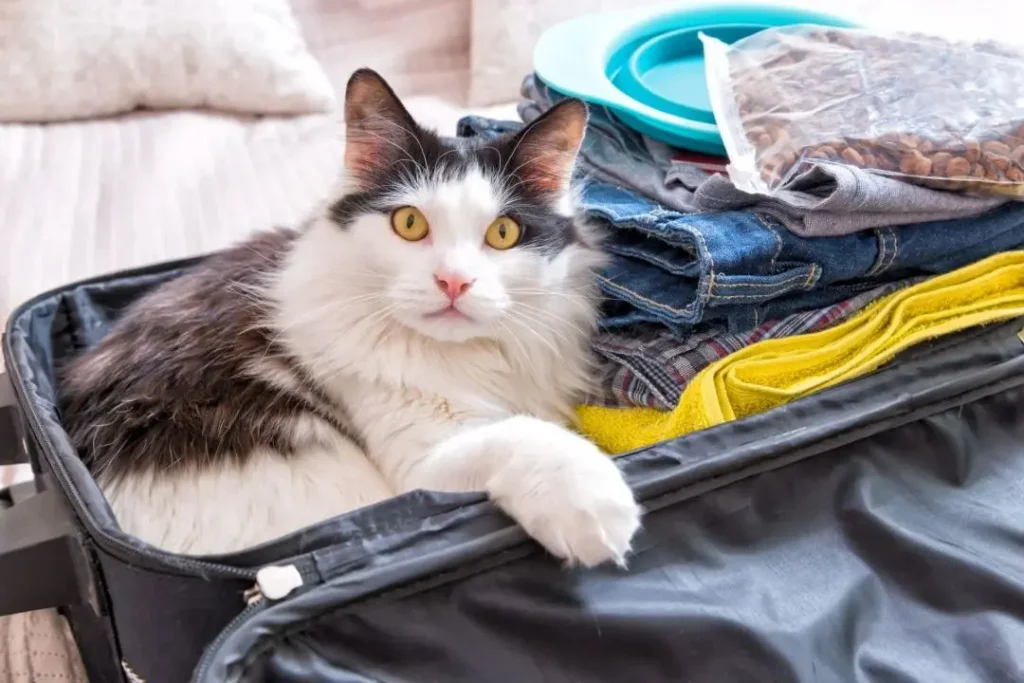 Gato preto e branco deitado dentro de uma mala de viagem com roupas e itens organizados