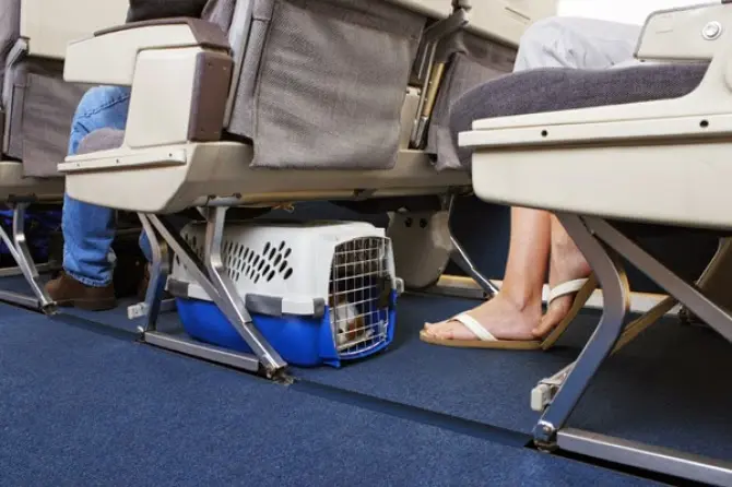 gato em transportadora no aviao