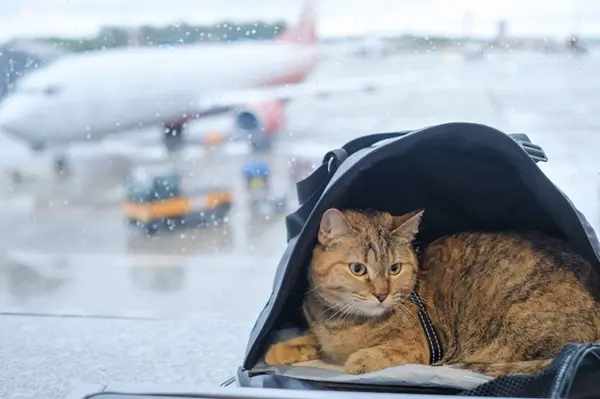gato no aeroporto pronto para embarcar