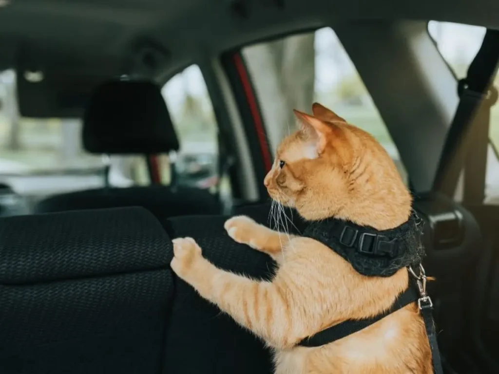 Gato laranja com coleira de segurança dentro de um carro, olhando pela janela traseira