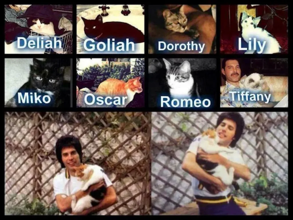Freddie Mercury e Seus Gatos: Uma Biografia Felina 4 Montagem com os gatos de Freddie Mercury, incluindo Delilah, Goliath, Dorothy, Lily, Miko, Oscar, Romeo e Tiffany, acompanhados de fotos dele com seus animais de estimação