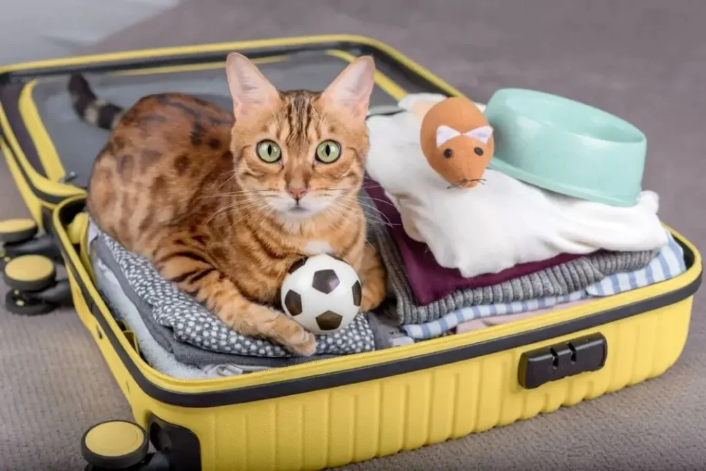 Gato dentro de uma caixa de transporte durante viagem de carro