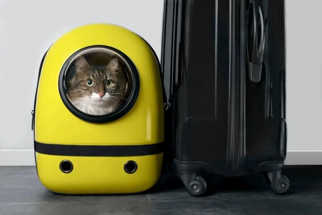 Gato dentro de uma caixa de transporte durante viagem de carro
