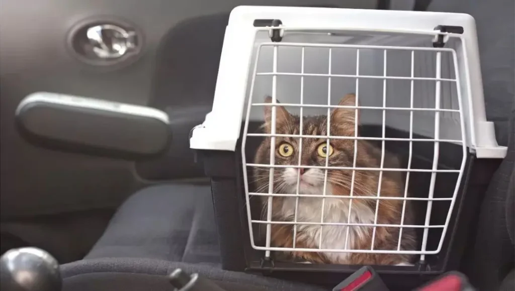 Gato dentro de uma caixa de transporte durante viagem de carro